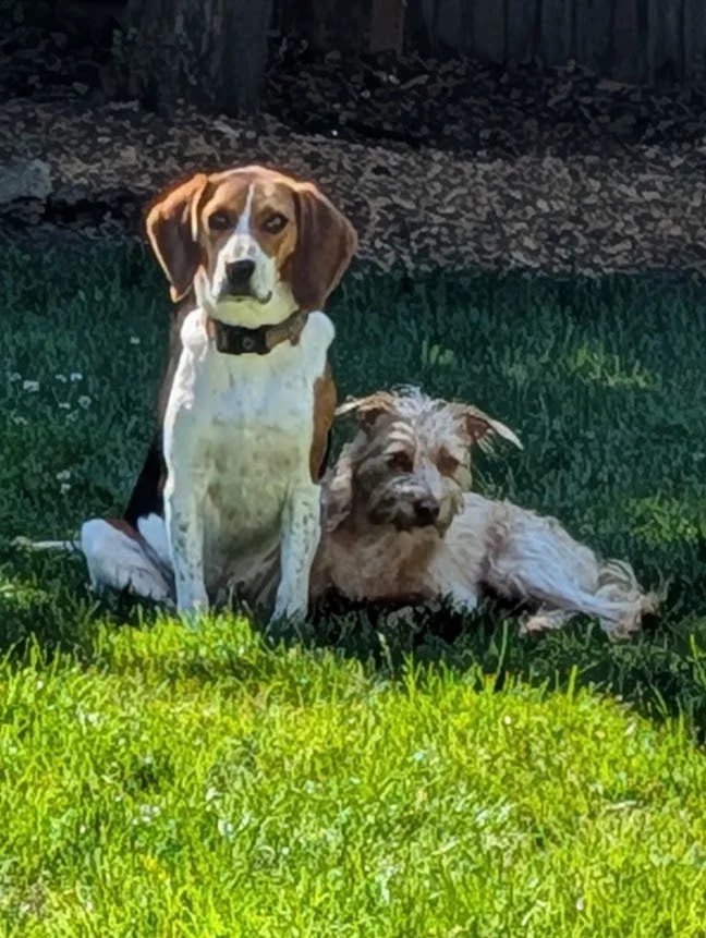 Beagle and scruffy terrier resting in the grass