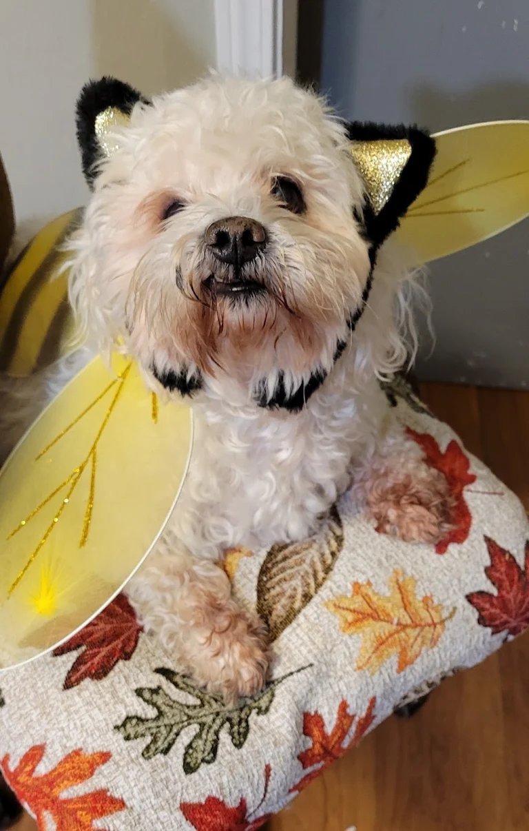 Small white dog dressed in a bee costume
