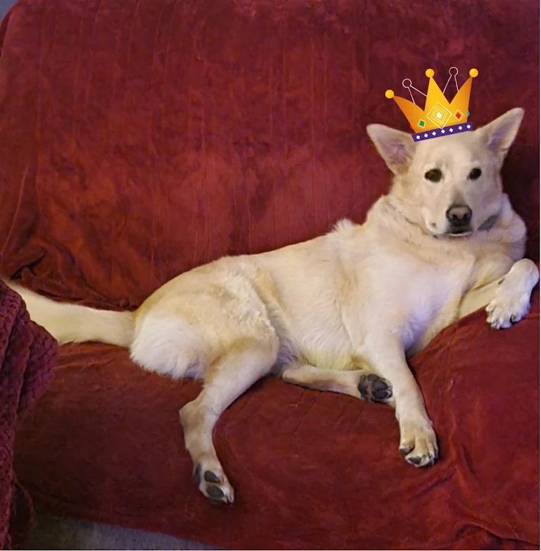 White dog wearing a crown relaxing on a couch