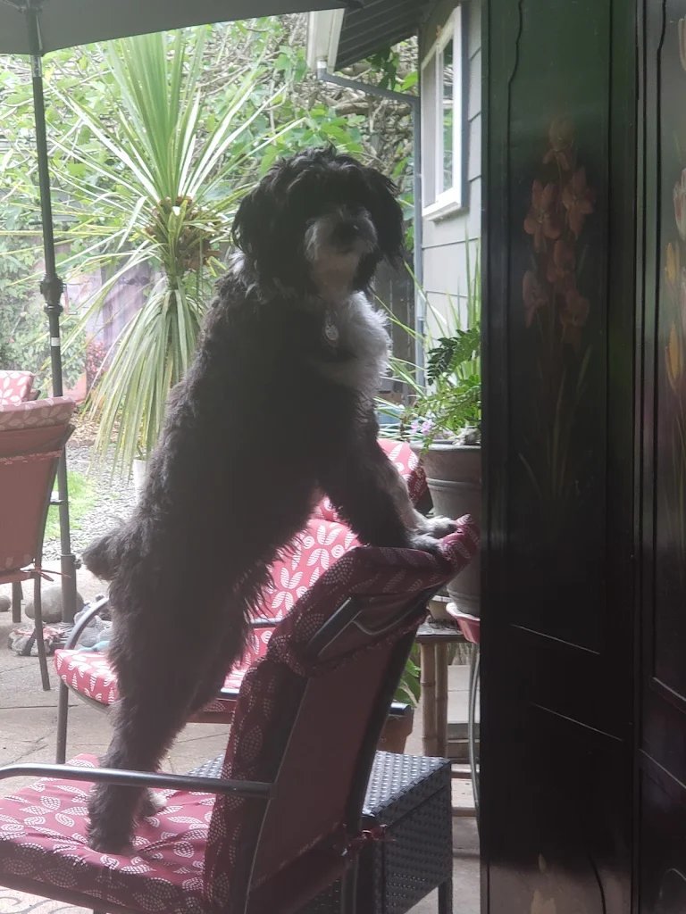 Shaggy black dog standing tall on a patio chair