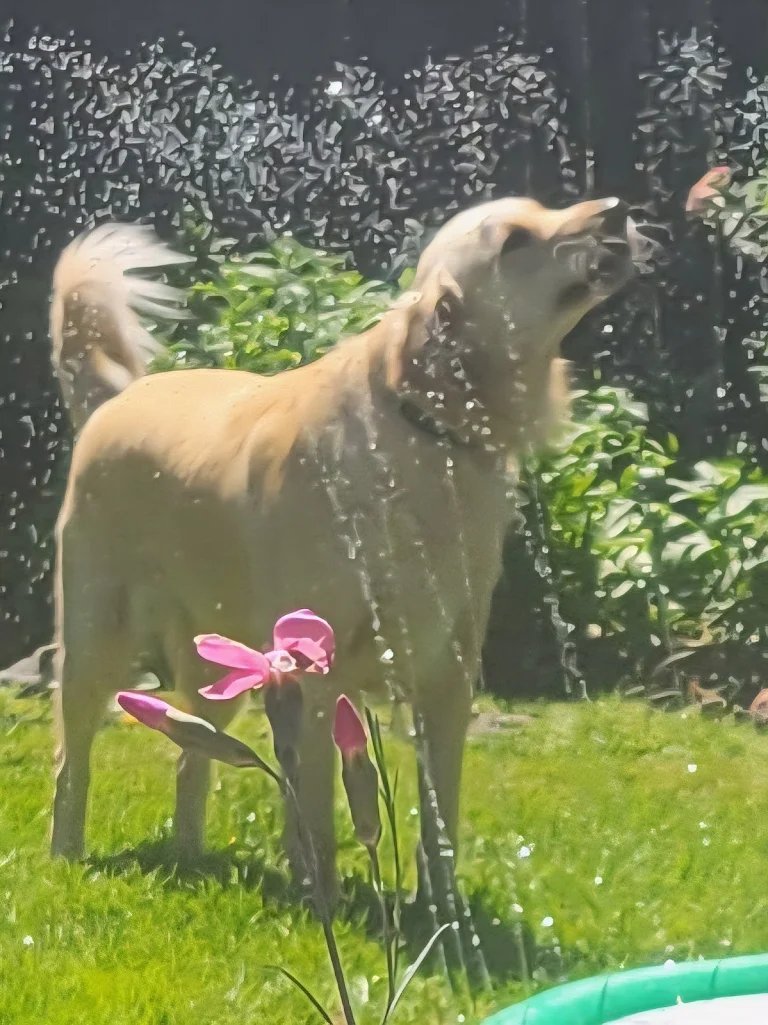 Golden retriever playing in a backyard sprinkler