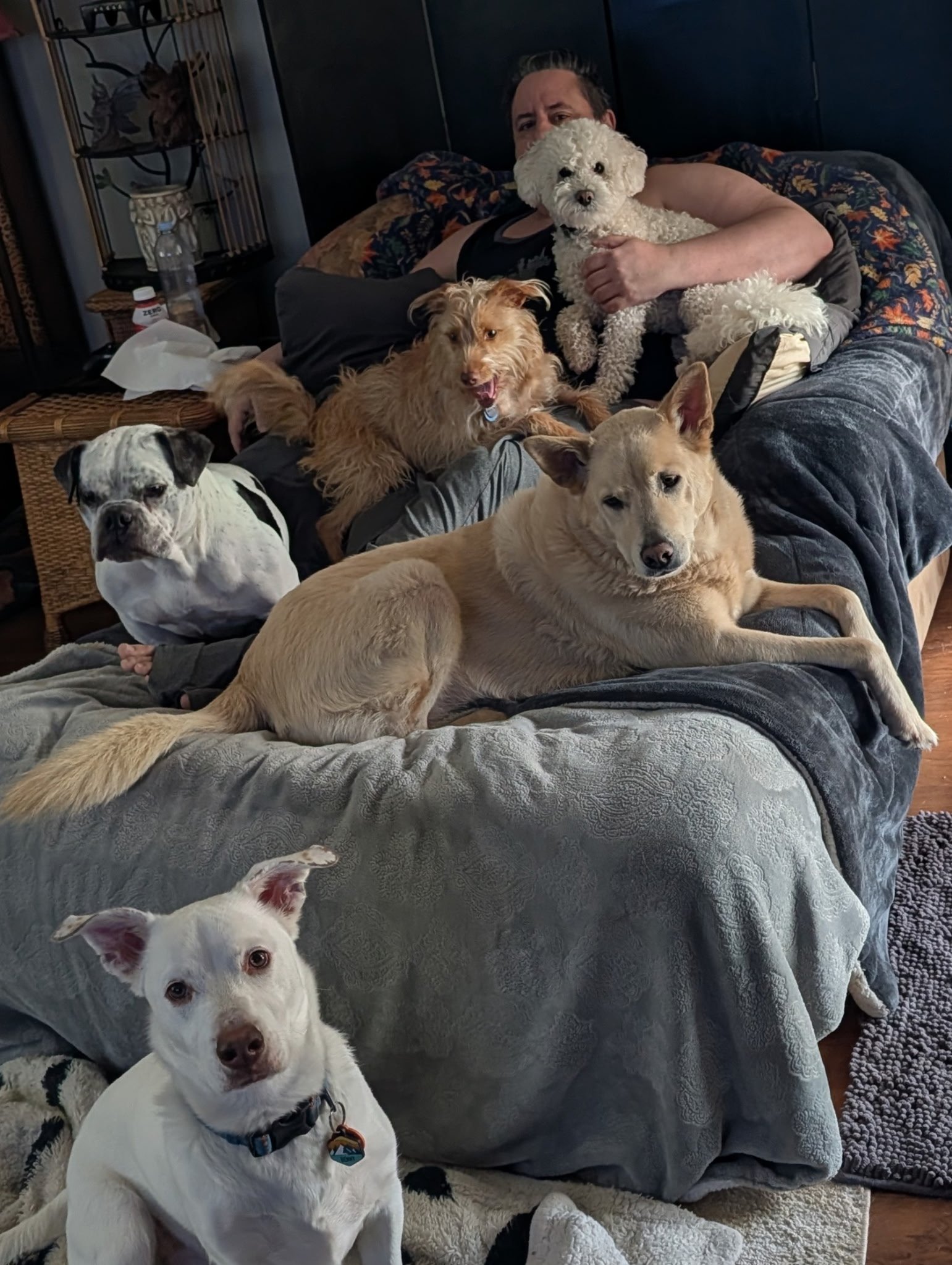 Daycare dogs cuddling together on the couch
