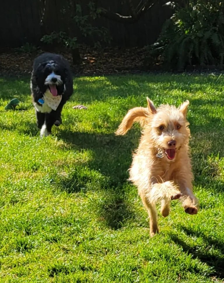 Two happy dogs running toward the camera across a sunny yard