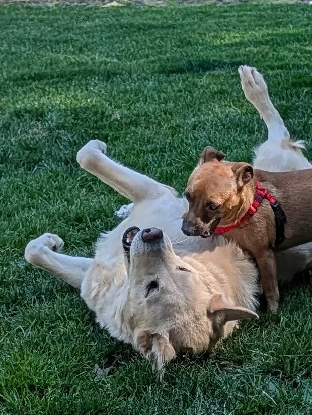 Two dogs play-wrestling together on the grass