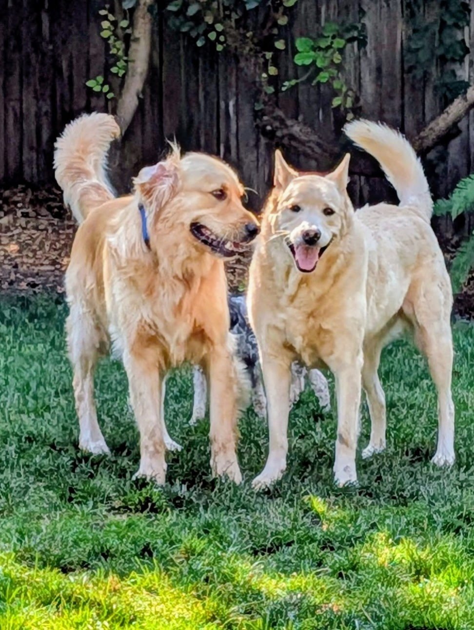 Two happy golden dogs standing together in the yard