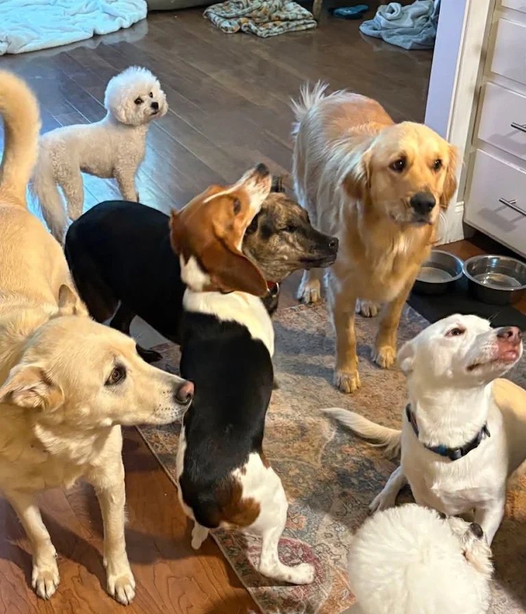 Group of daycare dogs gathered together indoors