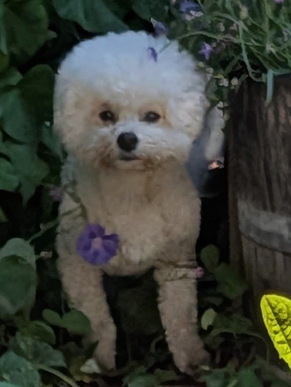 Small white poodle peeking out from garden plants