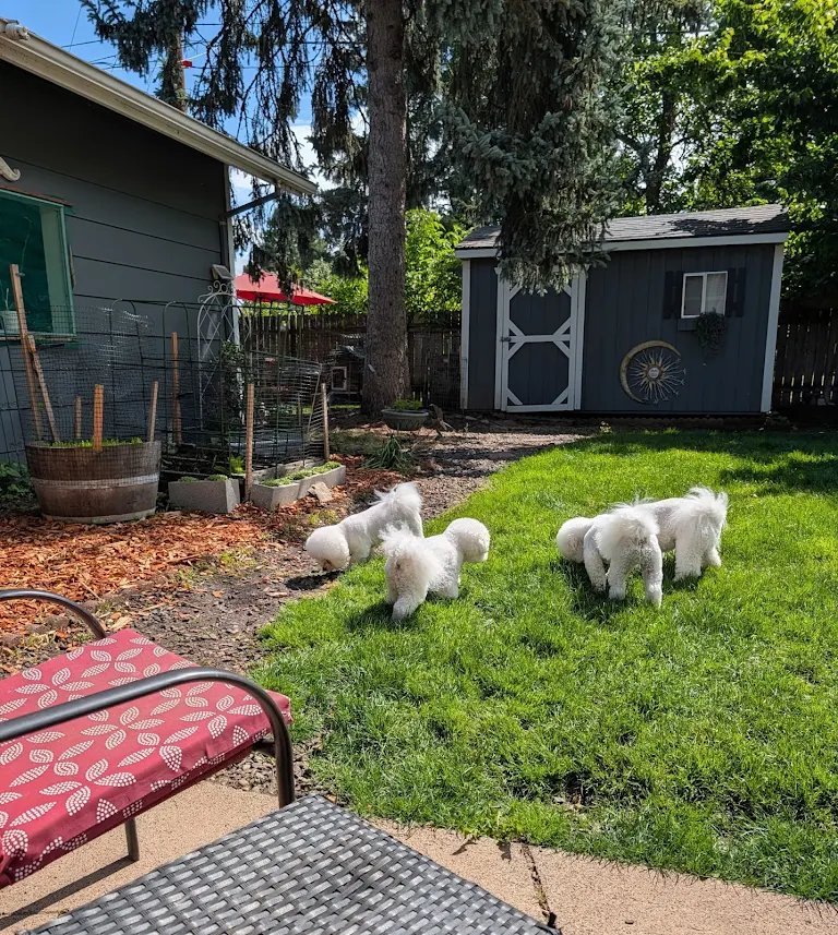 Three fluffy white dogs grazing together in a sunny backyard