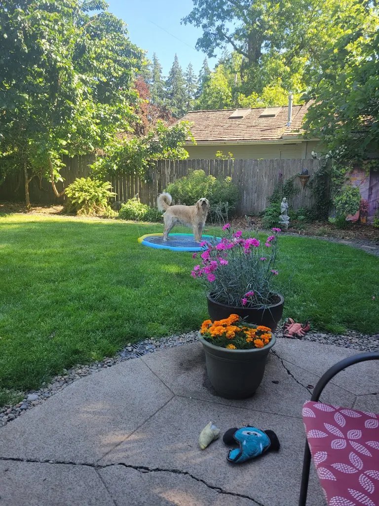 Sunny fenced backyard with a splash pool where daycare dogs play